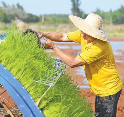 海南海口市美兰区瑶城村,农机手将秧苗盘摆入载秧台。杨 鹤摄